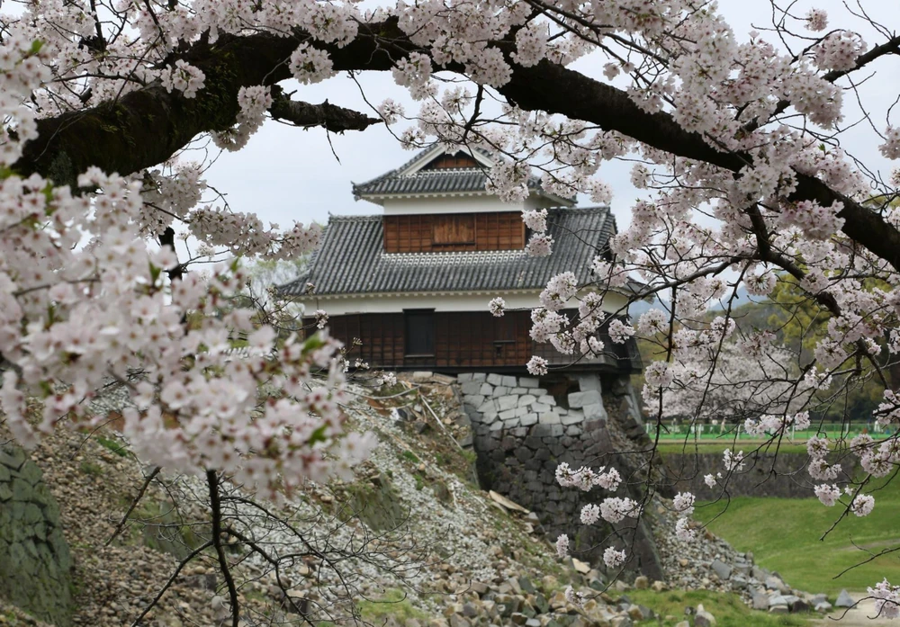 Hoa anh đào khoe sắc trong khuôn viên Thành Kumamoto(2)©Kumamoto Castle Office.jpg.jpg