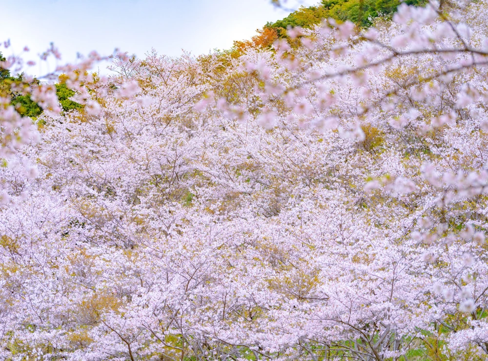 Hoa anh đào nhuộm hồng cả công viên Hanatate.jpg