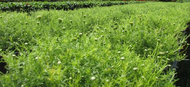 Về làng hoa Sa Đéc chụp ảnh 'tự sướng' ảnh 10