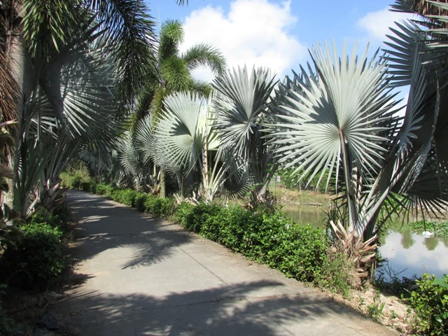 Về làng hoa Sa Đéc chụp ảnh 'tự sướng' ảnh 12