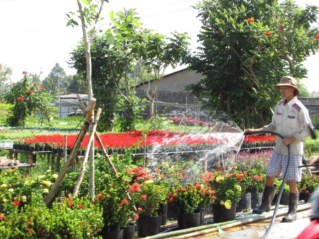 Về làng hoa Sa Đéc chụp ảnh 'tự sướng' ảnh 9