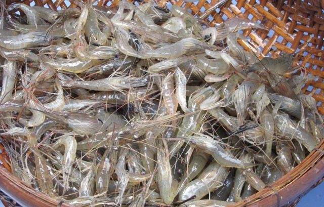 Thú vị với cảnh dỡ chà ăn Tết ở miền Tây ảnh 9 Thú vị với cảnh dỡ chà ăn Tết ở miền Tây ảnh 9