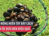 Lão nông miền Tây bày cách nuôi ốc bươu đen hiệu quả