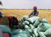 'Cấm xuất khẩu gạo, thiệt hại đầu tiên là người dân'