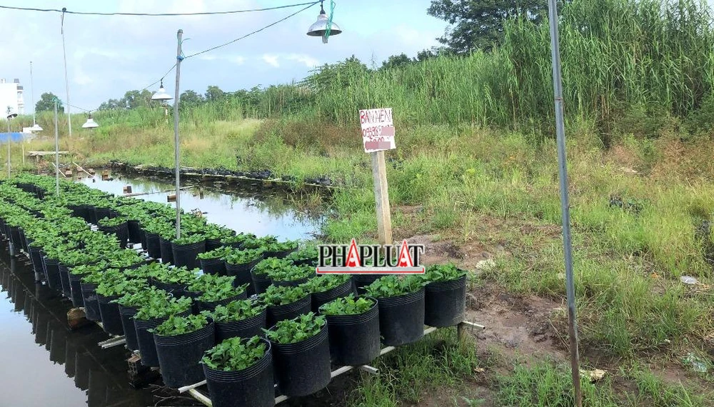 Cần Thơ ra quy định mới về diện tích tối thiểu tách thửa đất trồng cây lâu năm ở các phường, thị trấn (trừ quận Ninh Kiều) là từ 300 m2 trở lên. Ảnh: NHẪN NAM Cần Thơ ra quy định mới về diện tích tối thiểu tách thửa đất trồng cây lâu năm ở các phường, thị trấn (trừ quận Ninh Kiều) là từ 300 m2 trở lên. Ảnh: NHẪN NAM