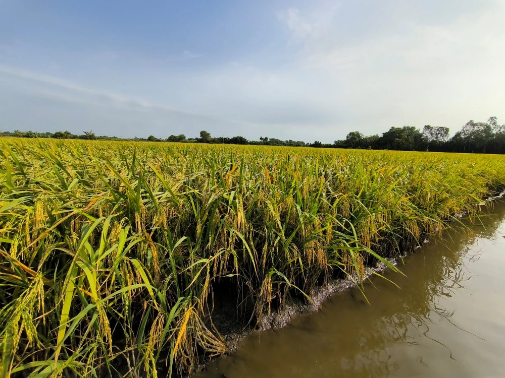 đặt cọc mua đất lúa không thành đòi phạt cọc 1,8 tỉ