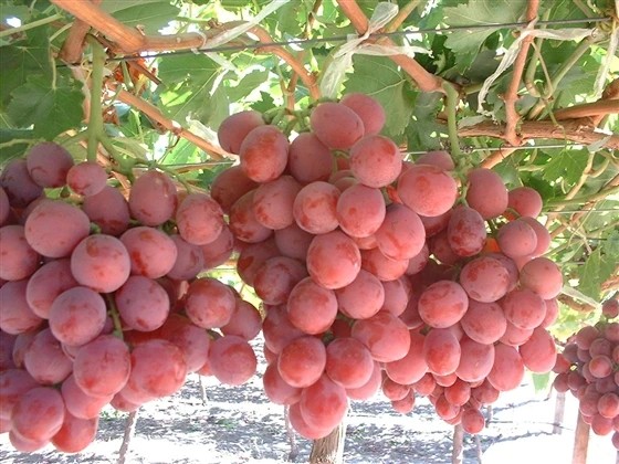 9 loại thực phẩm người bị bệnh thận nên dùng ảnh 6