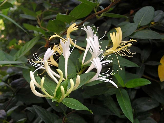 Những loại thảo dược có tác dụng giải độc ảnh 3