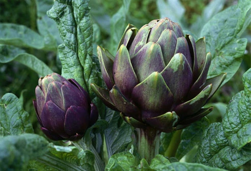 Thực phẩm giúp chữa bệnh từ hoa ảnh 3