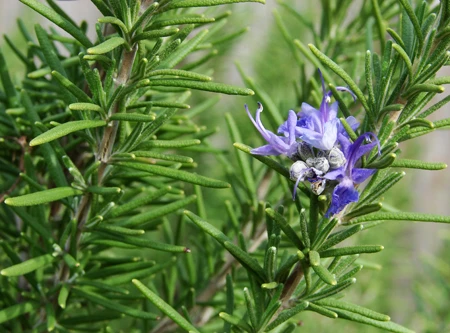 Những loại cây có tác dụng đuổi muỗi ảnh 4