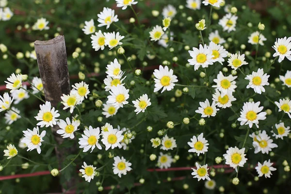 Những loại cây có tác dụng thanh lọc không khí ảnh 3 Những loại cây có tác dụng thanh lọc không khí ảnh 3