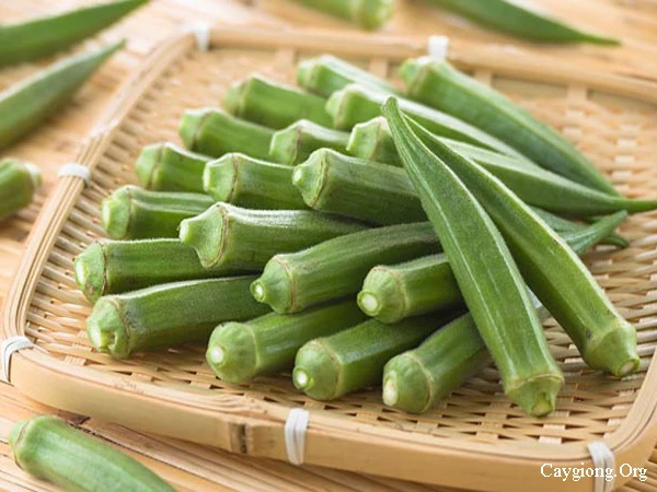 Những tác dụng không ngờ của đậu bắp ảnh 1 Những tác dụng không ngờ của đậu bắp ảnh 1