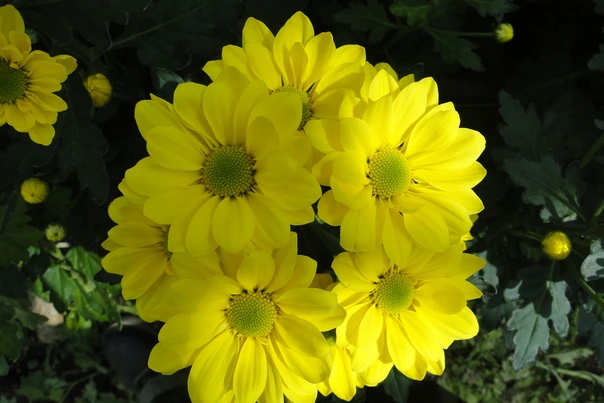 Mẹo vặt đánh bay mùi hôi chân ảnh 3 Mẹo vặt đánh bay mùi hôi chân ảnh 3