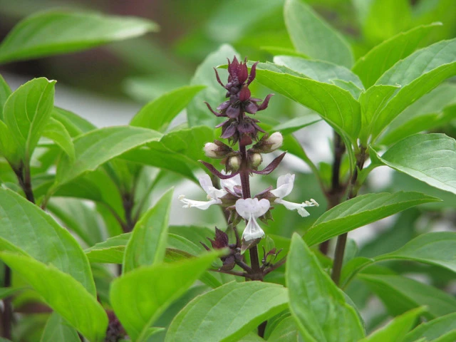 11 loại rau thơm có tác dụng chữa bệnh ảnh 1