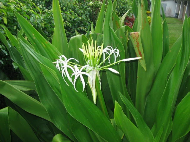 7 bài thuốc dân gian chữa đau lưng siêu hiệu quả ảnh 1