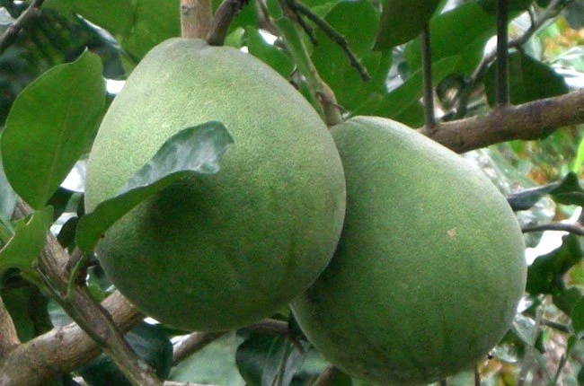 4 tinh dầu giúp trị nám, tàn nhang hiệu quả ảnh 3