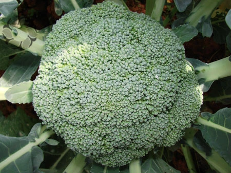 5 thực phẩm giàu chất xơ giảm nguy cơ ung thư vú ảnh 3