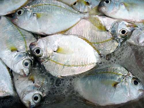 5 điều bắt buộc phải biết khi ăn cá ảnh 4 5 điều bắt buộc phải biết khi ăn cá ảnh 4