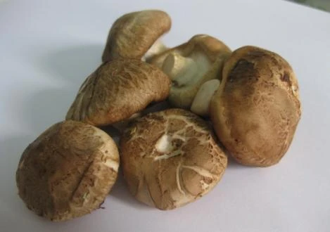 19 người nhập viện vì ăn nấm rừng ảnh 2