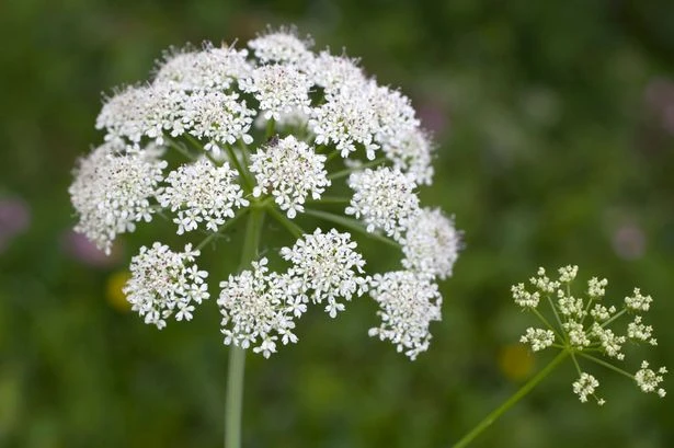 Những loài hoa đẹp và độc chết người ảnh 7