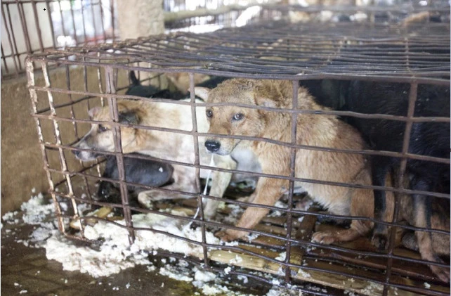 Phẫn nộ những kiểu kiếm tiền quá sức tàn ác ảnh 3