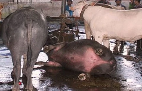 Phẫn nộ những kiểu kiếm tiền quá sức tàn ác ảnh 1