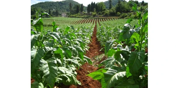 Top 10 nguyên nhân gây ung thư năm 2014 ảnh 3