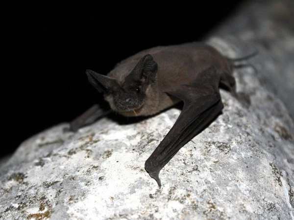 Loài dơi không đuôi có thể là nguồn gốc gây ra đại dịch Ebola ảnh 1