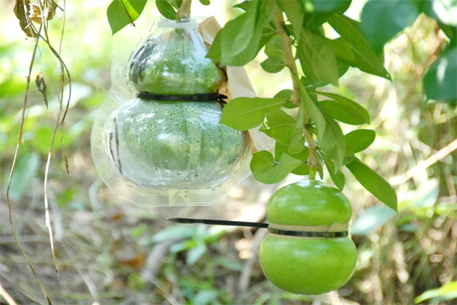 Cận cảnh quy trình sản xuất đào tiên hồ lô 1,4 triệu/cặp ảnh 3