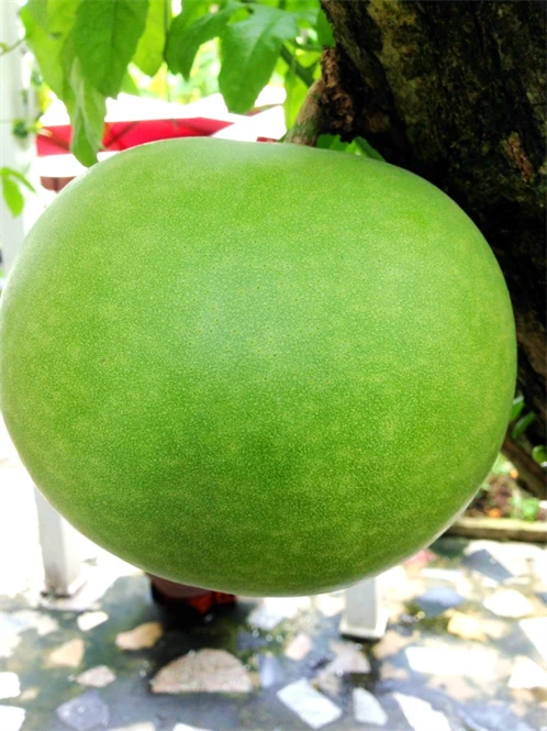 Cận cảnh quy trình sản xuất đào tiên hồ lô 1,4 triệu/cặp ảnh 4