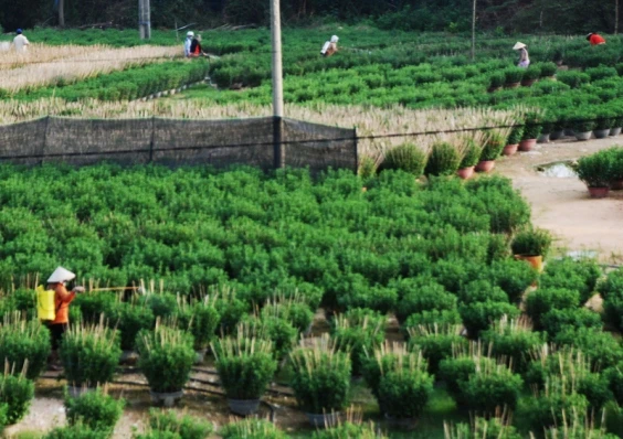 Tất bật trên những đồng hoa cúc Tết ảnh 2