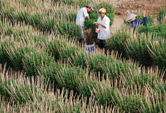 Tất bật trên những đồng hoa cúc Tết ảnh 3