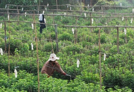 Tất bật trên những đồng hoa cúc Tết ảnh 4