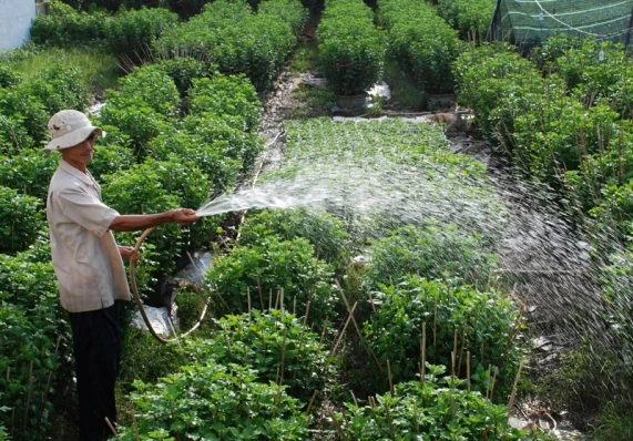 Tất bật trên những đồng hoa cúc Tết ảnh 5