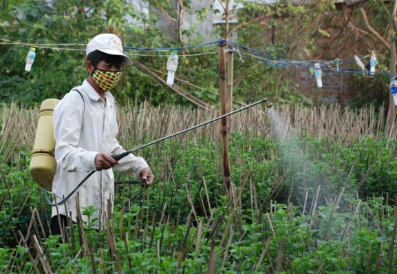 Tất bật trên những đồng hoa cúc Tết ảnh 6