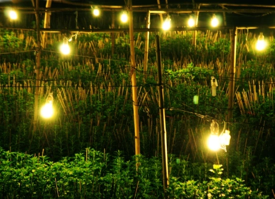 Tất bật trên những đồng hoa cúc Tết ảnh 7