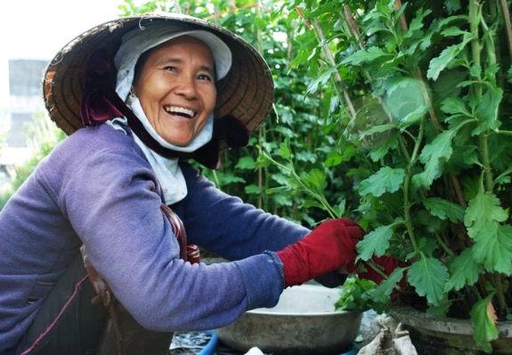 Tất bật trên những đồng hoa cúc Tết ảnh 12