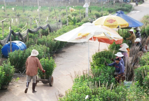 Tất bật trên những đồng hoa cúc Tết ảnh 15