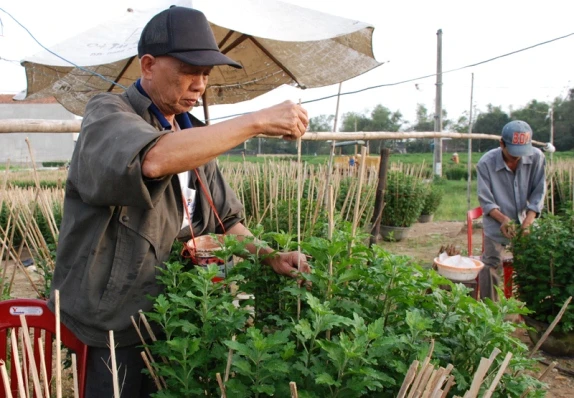 Tất bật trên những đồng hoa cúc Tết ảnh 13