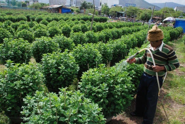 Tất bật trên những đồng hoa cúc Tết ảnh 17