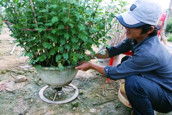 Tất bật trên những đồng hoa cúc Tết ảnh 18