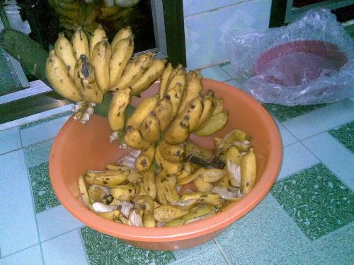 10 dược liệu dân gian chữa đau lưng hiệu quả ảnh 10 10 dược liệu dân gian chữa đau lưng hiệu quả ảnh 10