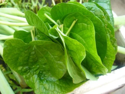 10 dược liệu dân gian chữa đau lưng hiệu quả ảnh 7 10 dược liệu dân gian chữa đau lưng hiệu quả ảnh 7