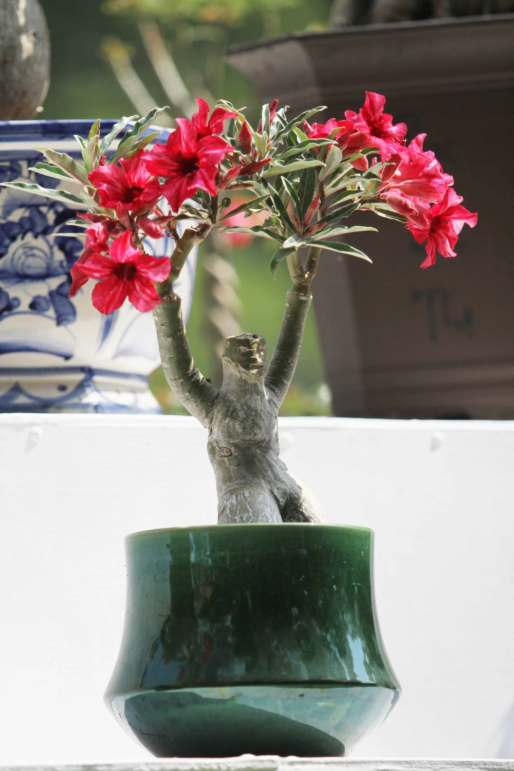 Độc đáo Hội hoa xuân TP.HCM 2015 ảnh 3