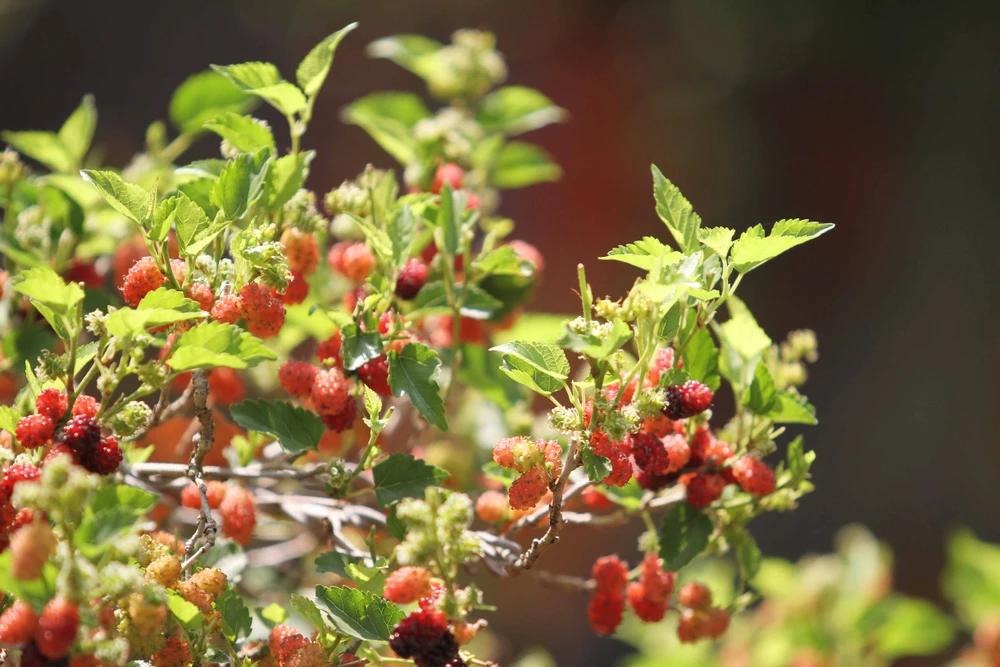 Độc đáo Hội hoa xuân TP.HCM 2015 ảnh 6