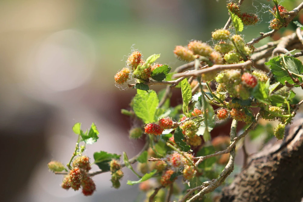 Độc đáo Hội hoa xuân TP.HCM 2015 ảnh 7