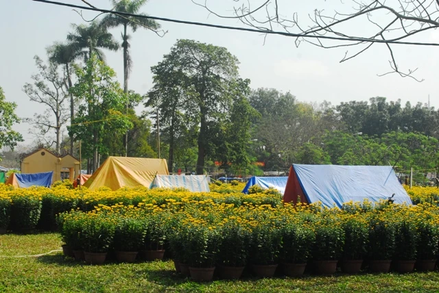 Xuân về trên cố đô Huế ảnh 3