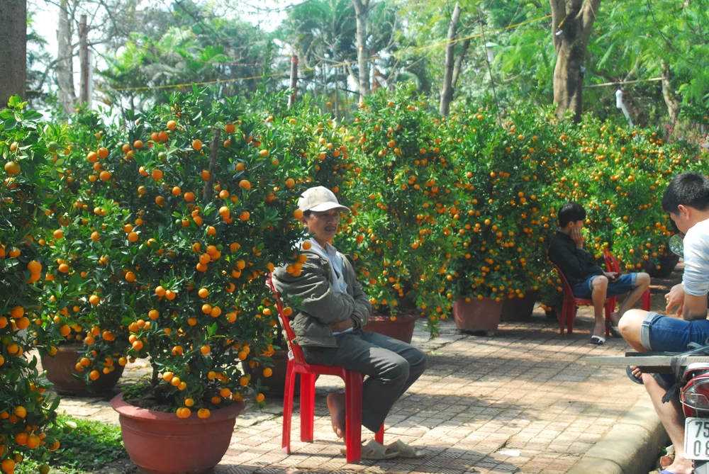 Xuân về trên cố đô Huế ảnh 6