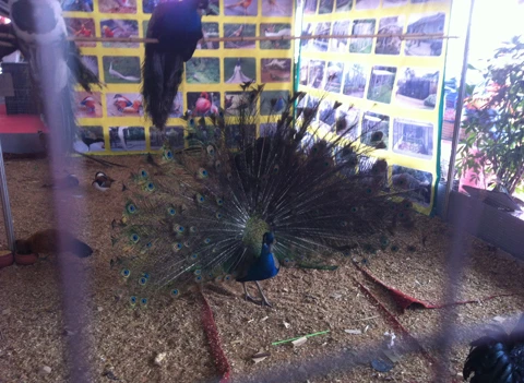 Gà hoàng gia, chim hoàng đế vào cỗ Tết nhà giàu ảnh 1