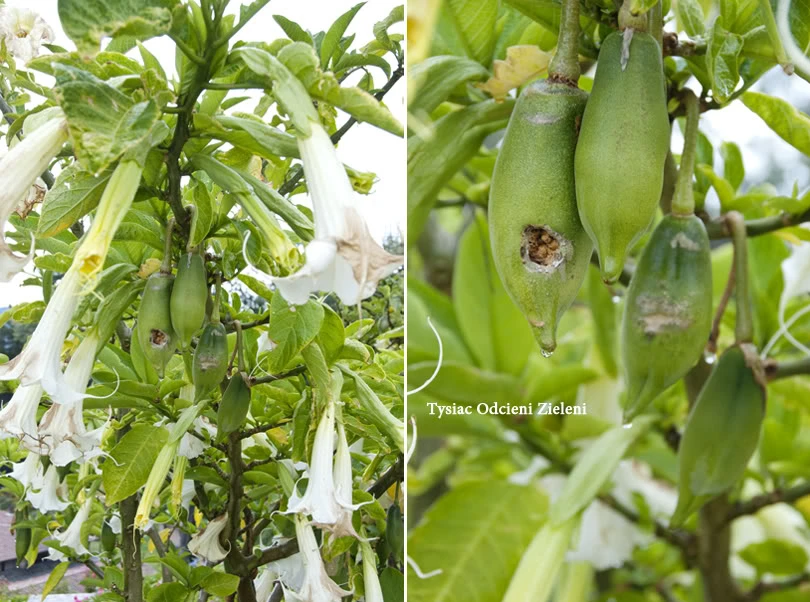 Sự thật ‘hơi thở của quỷ’ xuất hiện tại Việt Nam ảnh 4